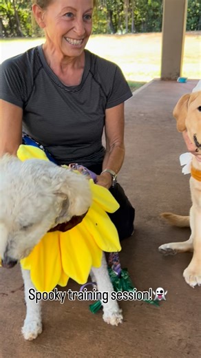 Spooky skills in session!  Happy Halloween from the Hawaii Fi-Do team! #servicedog #halloween | Hawaii Fi-Do Service Dogs | Facebook