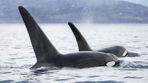 Nature - Invasion of the Killer Whales | Preview  - Twin Cities PBS