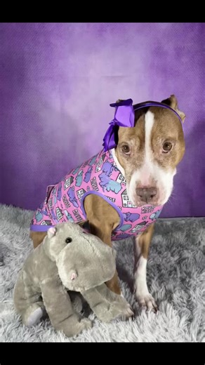House Hippo: Adorable Pit Bull Rescue Video
