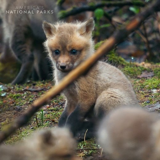 1.7M views · 83K reactions | Adventure is out there! And these baby red foxes have clearly found it 力 While their parents are out hunting for food, the little pups spend the day honing skills of survival through pouncing, stalking, and playing. #AmericasNationalParks is now streaming on Disney+. | National Geographic Animals | Facebook