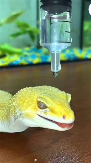 "Le Caméléon Qui Repousse l'Eau Comme du Diamant ! - #CaméléonMagique"🦎💎