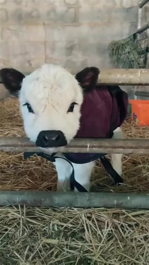 Adorable Baby Cow Compilation