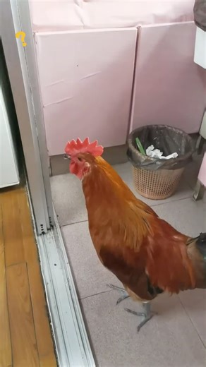 Pet rooster on TikTok