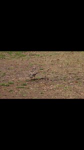 I’m thinking this is a Juvenile Red-shouldered Hawk trying to figure out how to fly with this stick! lol 😂 #redshoulderedhawk #liftoff #takeoff #learning | Travis Huffstetler Photography