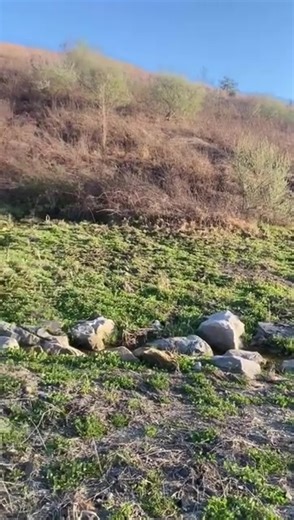 U hear that loud mouth dog holler out u can count it Ryan’s Rabbit busting check