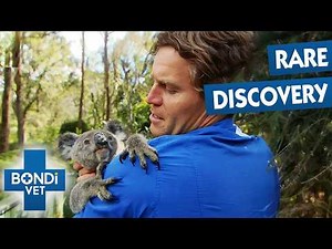 Worrying Lumps Appear On Young Koalas' Nose | Bondi Vet