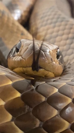 Ella es la Nacanina (Hydrodynastes gigas), que ingresó de forma accidental a Uruguay hace un tiempo. Esto se debió a la importación de mineral de hierro en el Puerto de Nueva Palmira. Este constituye el segundo registro confirmado de ingreso accidental de esta especie. Actualmente se encuentra en nuestro centro, se alimenta de forma regular y presenta un buen estado de salud. | Alternatus Uruguay