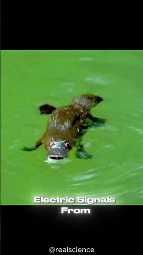 Platypus: The Most Bizarre Animal on Earth Explained | Incredible Facts & Unique Features