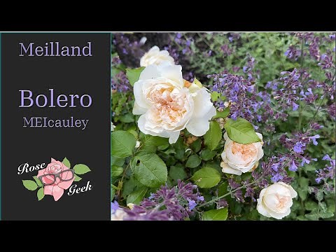 🌹 Bolero Rose Review / Meilland White Fragrant Roses / Gardening in Zone 8a