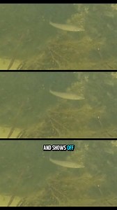 This confirms there is whiting at Port Broughton! #whiting #fishing #goprofishing #underwater | Mischievously Wild by Georgia Kay