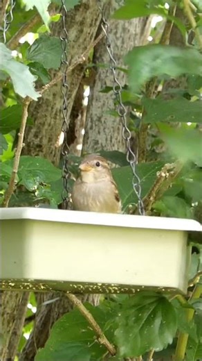 Random House Sparrows