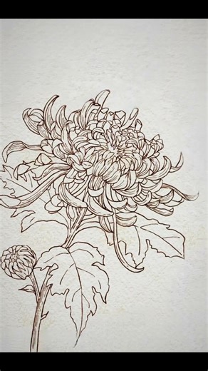 December flower—chrysanthemum #painting #art #illustration #tutorial