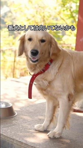 A cute explanation of golden retrievers #shorts #goldenretriever