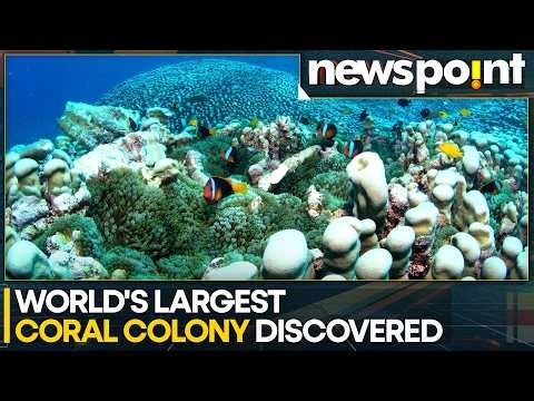 Mother-Daughter Duo Discover Largest Documented Coral Colony in Great Barrier Reef | WION Newspoint