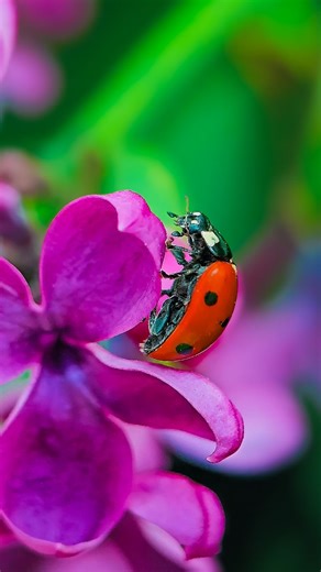Juli - Ladybugs & Macro Nature on Instagram: "🐞🧑‍🚀 Ladybugs have ventured beyond our gardens—right into space! In 1999, NASA launched four ladybugs aboard the Space Shuttle Columbia to observe their hunting behavior in microgravity. These miniature astronauts proved that even in space, they could effectively catch aphids. From Earth to orbit, ladybugs never cease to amaze. Want to learn even more exciting details about the hidden lives of tiny natural wonders? Then come visit me more often - 