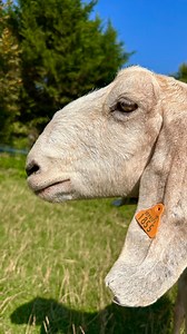 179K views · 30K reactions | ✨ Joyeux 3 ans de liberté à Angèle ✨ Il...