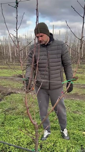 Satisfying Apple Tree Pruning Techniques