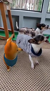 51K views · 2.5K reactions | Video echo por mis primas jijijiji | Princes | Facebook