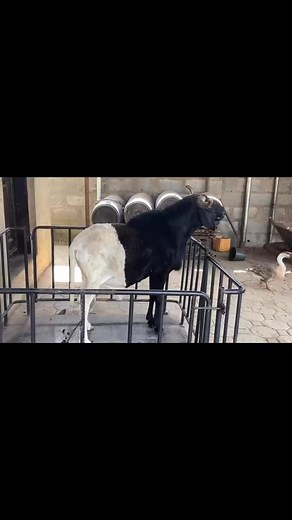 🌟 Very Massive Ram for Sale – AAT Integrated Farm 🌟Looking for an exceptional ram to upgrade your livestock? AAT Integrated Farm presents a very massive, healthy, and genetically superior ram, perfect for breeding and improving your herd. 🐏📍 Location: AAT Integrated Farm📞 Contact: 08119804975 (Call/WhatsApp)Don’t miss this opportunity to own a top-tier ram for your farm!#GhanaLivestockGroup #MassiveRam #AATIntegratedFarm #LivestockFarming #SheepFarming #LivestockMarket #Agribusiness #Farmer