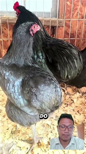 Most amazing chicken in the world. #nature #chicken #youtubeshorts