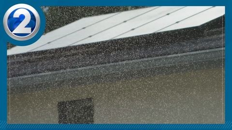 Swarm storm: How rain set off a gnat boom | Haystack News