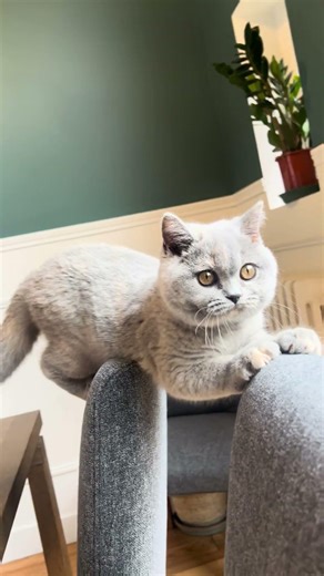 Mimi looking at #birds #cute #cat #kitten