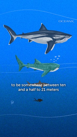 75K views · 1.1K reactions | The Megalodon was the biggest shark that...