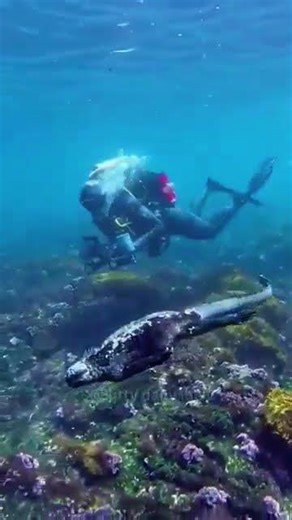 Gamma Ray - Induction (sea slop)