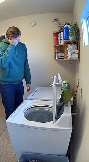 When your parrot becomes the ultimate prankster! 😂🦜 Sitting on the washing machine, it perfectly mimics the spin-cycle — whirring, rattling, everything — until the confused owner checks, and the bird hits them with “You broke it again!” 🫣💚 #FunnyParrot #LaundryRoomPranks #TalkingBird #ViralPetVideo #PetComedy | Dog Instincts