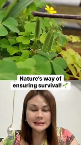 Watch this fascinating Oxalis plant in action! 🌱With a gentle touch or when its seed pods are ripe, they explode and shoot seeds up to 4 meters (over 13 feet) away. This impressive adaptation helps the plant spread its seeds farther, reducing competition between offspring and giving them a better chance to thrive. Truly nature’s genius! Oxalis #SeedDispersal #NatureFacts #PlantAdaptations #ExplodingSeeds #BotanicalWonders #PlantReproduction #NatureIsAmazing #SeedSpread #ScienceInNature | Michel