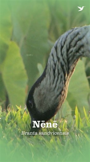🌋 Say aloha to Hawai‘i’s Nēnē — one of the world’s rarest geese and the official state bird of the islands. Endemic to Hawai‘i, this goose has fully adapted to island life, with long legs and reduced webbing that act like built-in hiking boots. 🐾🚧🧪 Once down to just 30 individuals in the 1950s, this #birdoftheweek strutted back from the brink thanks to predator control, captive breeding, and habitat restoration. Today, 3,800 Nēnē roam across Kaua‘i, Maui, Moloka‘i, and Hawai‘i Island. Conser