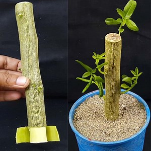 226K views · 7.6K reactions | How to propagate lemon tree from cuttings || grow lemon tree cutting | Rana Craft | Facebook