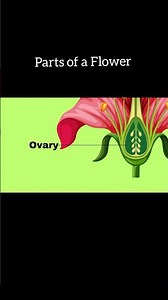 Parts of a Flower | Easy Animation Explained #biology #shorts
