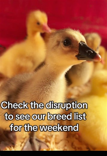 Schaefer Farms: Quality Chicks and Fowl Supplies