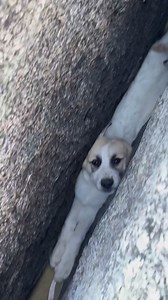 4M views · 53K reactions | PUPPY RESCUE  On the afternoon of...