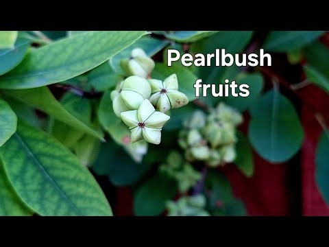 The beautiful Common Pearl bush (Exochorda) with intricate looking fruit