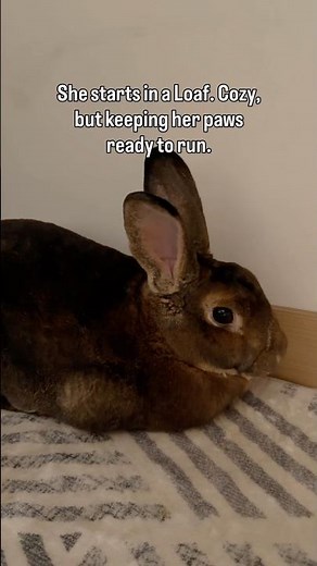 From Loaf to Sploot: The secret language of bunny trust 🐰| Cute Bunny Moments | #rabbit #shorts