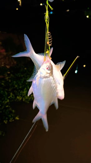 Look at this! Double catch in one hook set! Night fishing is the best #Fishing #NightFishing #double