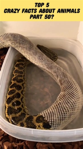 Crazy Facts About Animals | Part 50 | Amazing Facts | Mind Blowing Facts in Hindi #Shorts