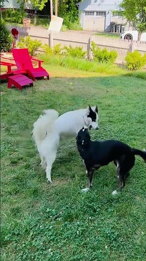 Meet Lightning a Collie, Smooth currently available for adoption! 7/12/2025 3:58:05 PM