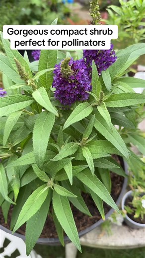 Gorgeous compact shrub perfect for pollinators #butterflybush #gardeningtips #smallgardens #gardeningfun #loveplants