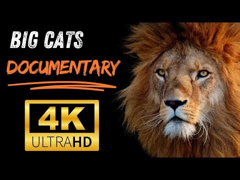 The World of Big Cats in Breathtaking 4K