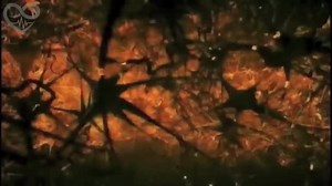 ✨𝐖𝐎𝐌𝐁 𝐖𝐄𝐃𝐍𝐄𝐒𝐃𝐀𝐘✨ CONCEPTION to BIRTH Watch till the end 😍 Shared from @obstetricianmelbourne_tilak https://instagram.com/obstetricianmelbourne_tilak?utm_medium=copy_link A short animation of the amazing development of human life in the womb. Your height, your eye colour and everything else about you is determined at the time of fertilisation | Tivity