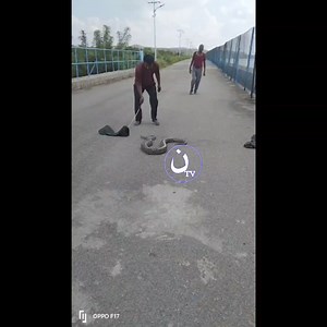 Only in #Hyderabad: Forget water supply issues, we’ve got an 8-foot, 20-kg python chilling at the Osmansagar Reservoir! Guess the python just wanted a sip from the Dakhani Pani! Big shoutout to the real heroes, @FriendsOfSnakes, for keeping it cool. #HyderabadiBolte | Noon TV News