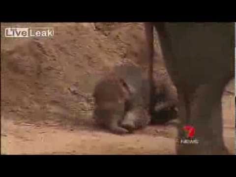 Baby elephants kicked by their mothers