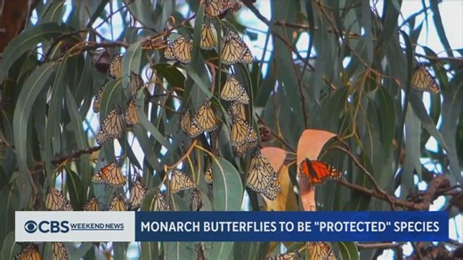 As monarch butterflies embark on their annual winter migration to California, sanctuaries that typically host them are seeing a dramatic and mysterious drop in their numbers. | CBS Evening News