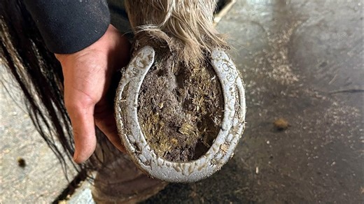 Horseshoe revival: Satisfying ASMR cleaning & hoof restoration