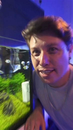 Agua de tu acuario cristalina Mario Blogs | Marioblogs bettas y peces