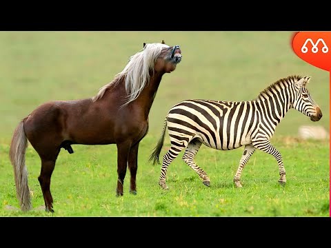 HORSE CROSS WITH ZEBRA