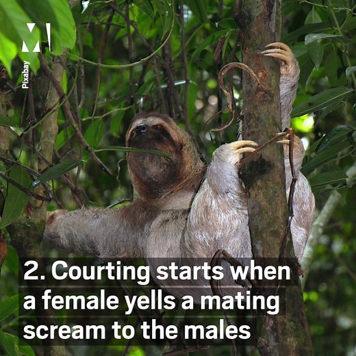 98K views · 1.1K reactions | Here are 9 facts about sloths for International Sloth Day | Metro | Facebook